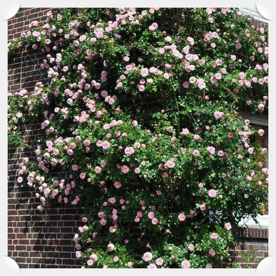 Giardina róże pnące